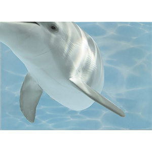 Декор Дельфин 8