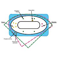 Гидромассажная система Гидро Стандарт